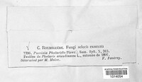 Puccinia sessilis image
